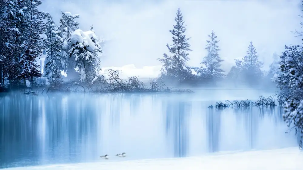 Wei, and Siyu: Scène d'hiver de Yellowstone 6