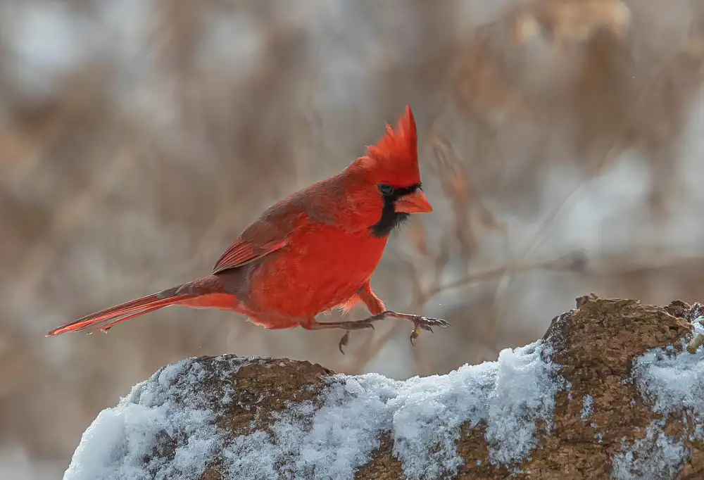 Huang, Johnson: Bird