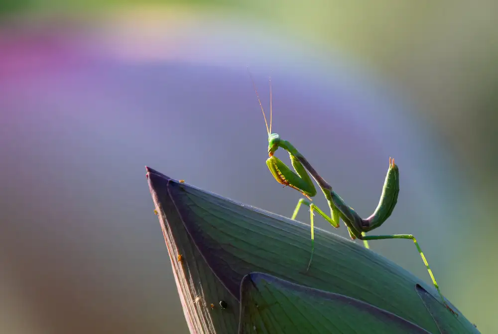 Huang, Johnson: Mantis