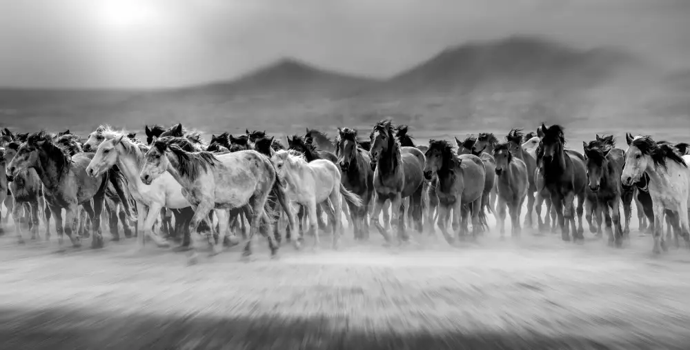 Öztürk, Mustafa: Wild horses (aka Yılkı Atları)