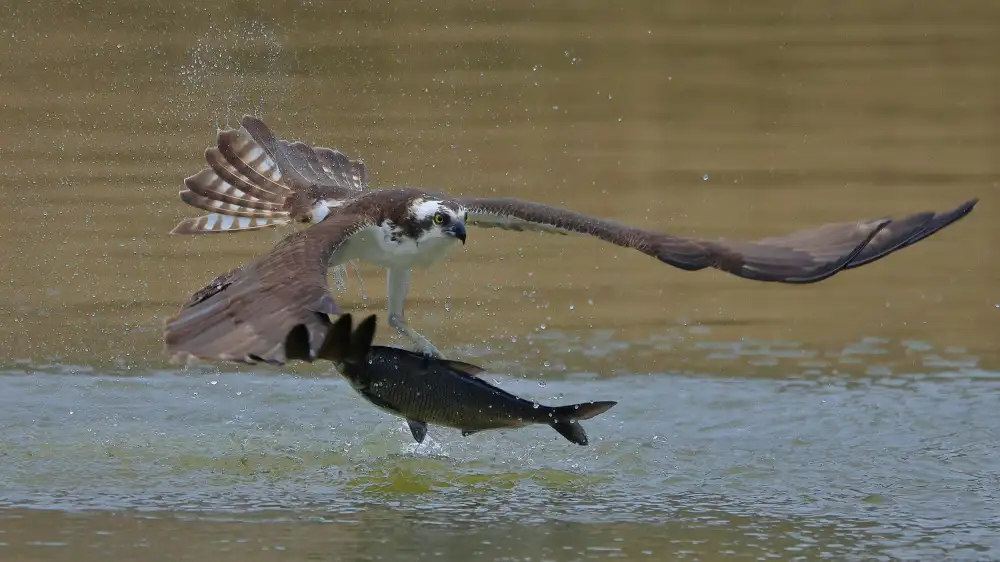 Lam, Gavin: Osprey v lovu