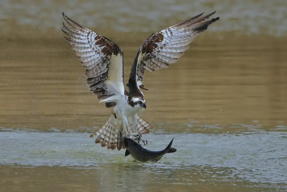 Lam, Gavin: Osprey v lovu