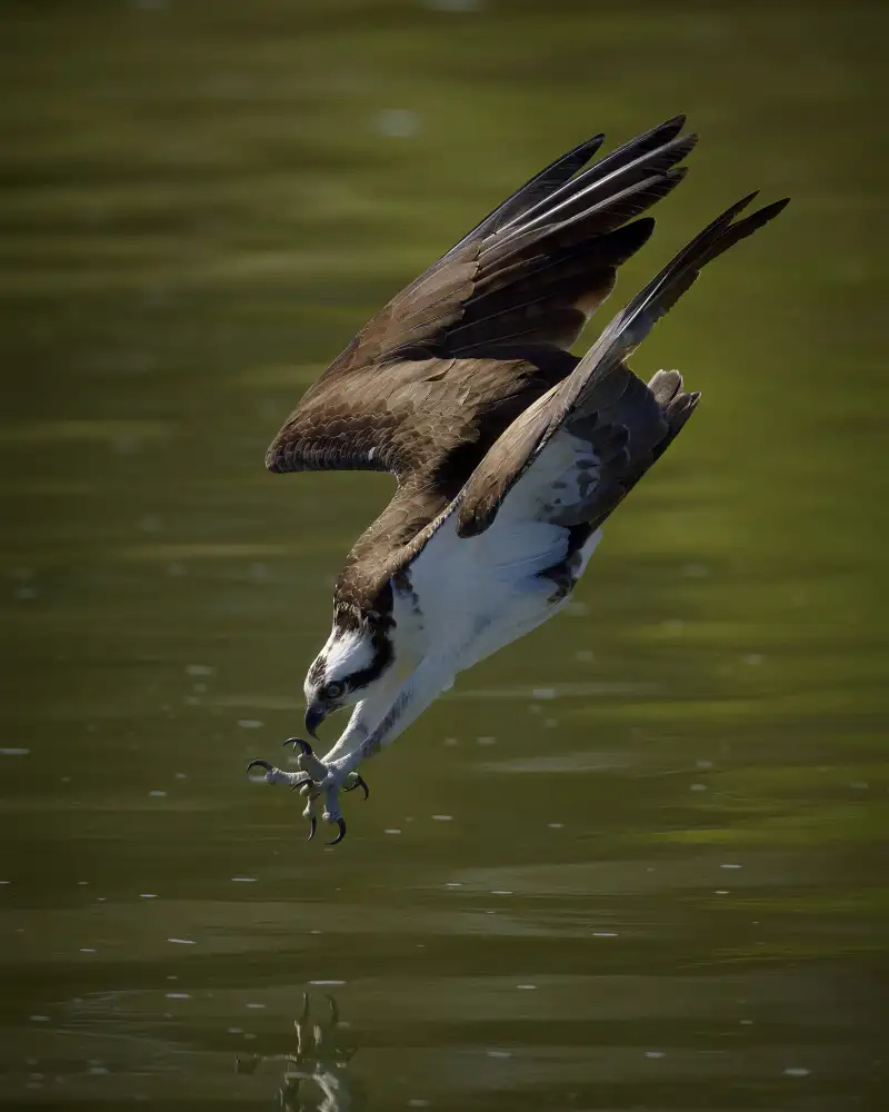 Chen, Johnny: Osprey hunting