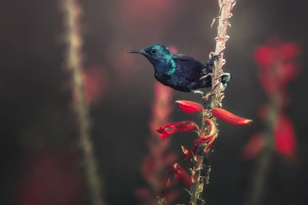 Pezeshki, Sina: Sunbird