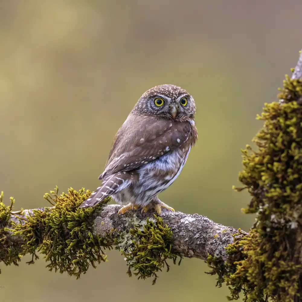 (吉星高照), Taksing: Northern Pygmy Owl