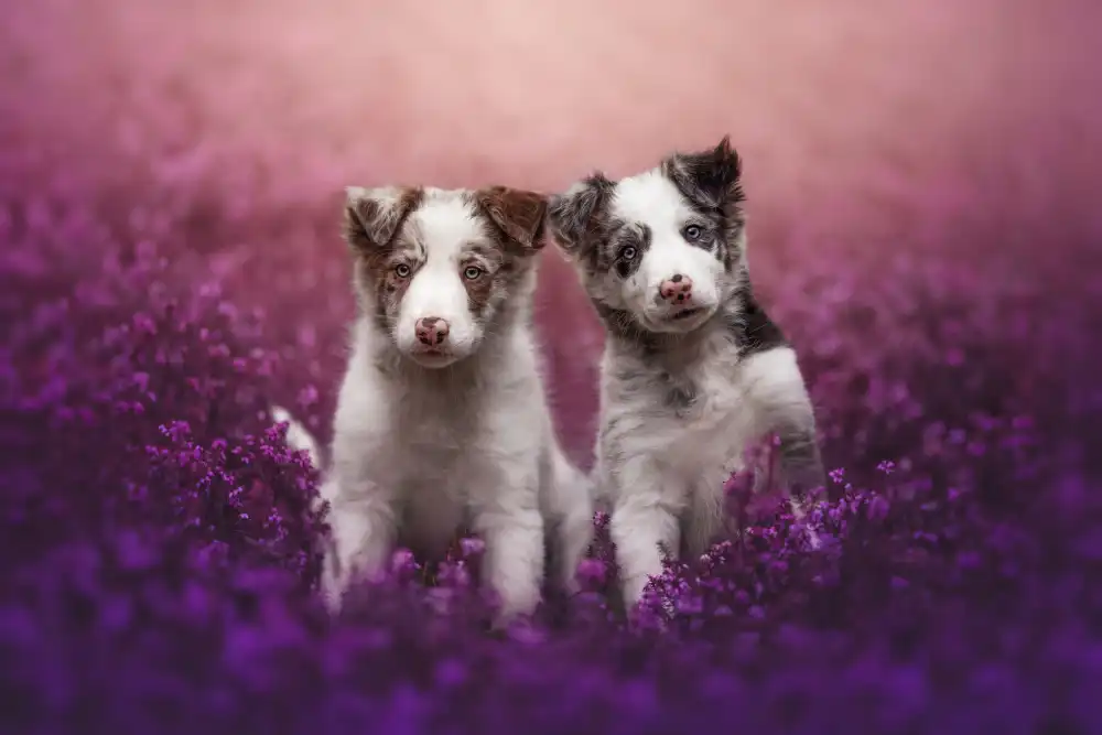 Shandor, Ve: Brothers