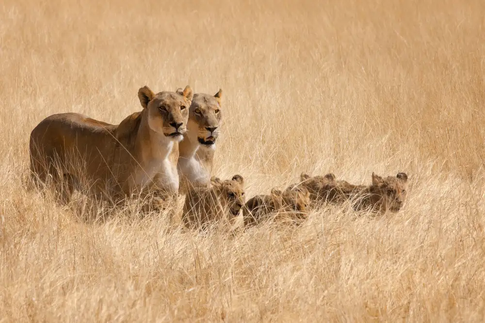 Guillemot, Mathilde: Sortie en famille