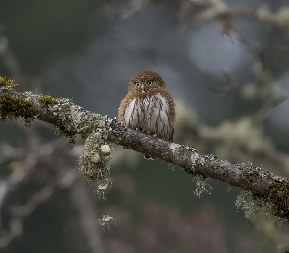 Tseng, Judy: northern pygmy owl
