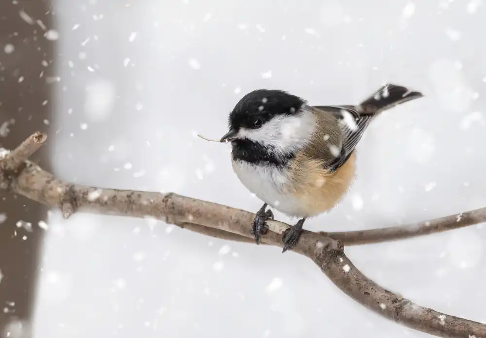 Fu, Molly: Cinciallegra dal cappuccio nero nella neve