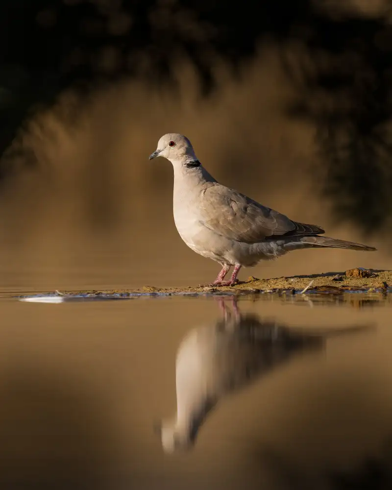 Elsheshtawy, Ahmed: dove