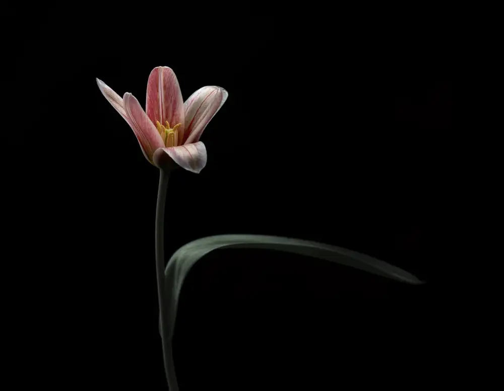 Grønkjær, Lotte: Tulipán