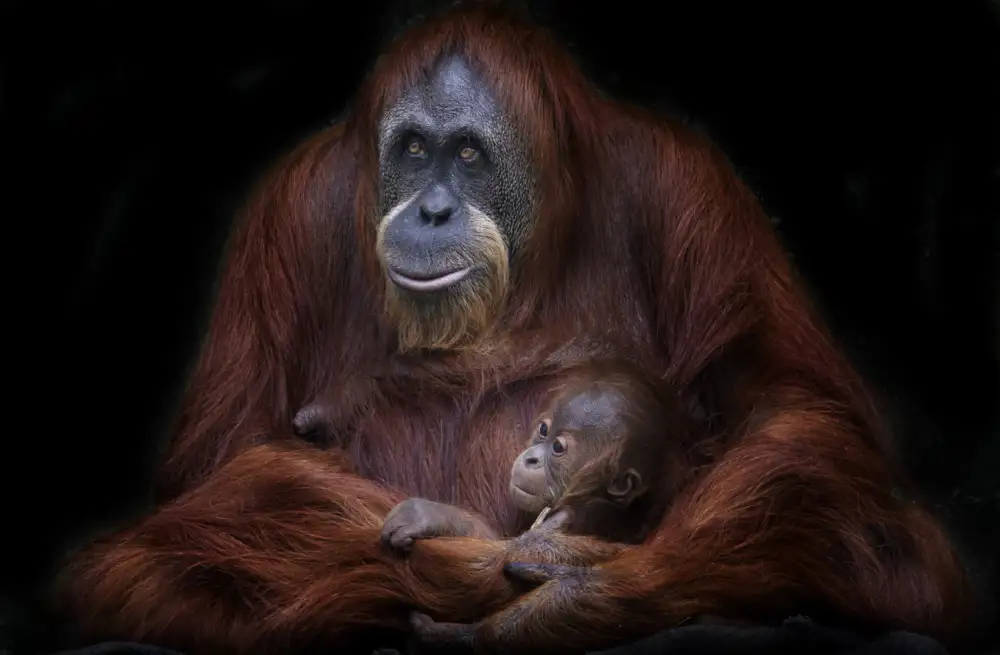 Barriuso, Carlos: Orangutani ze Sumatry