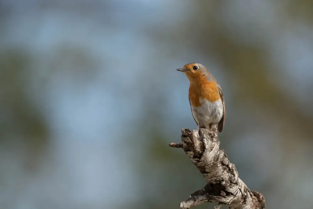 Tortajada, Ezequiel: Červenka obecná (Erithacus rubecula)