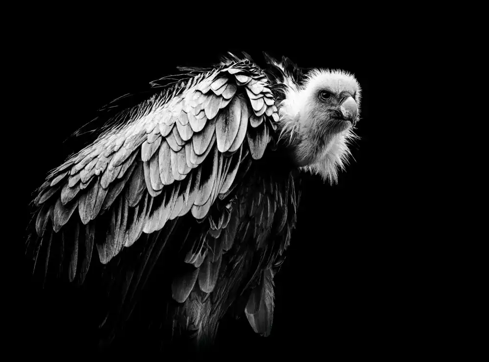 Worseling, Natascha: The Vulture