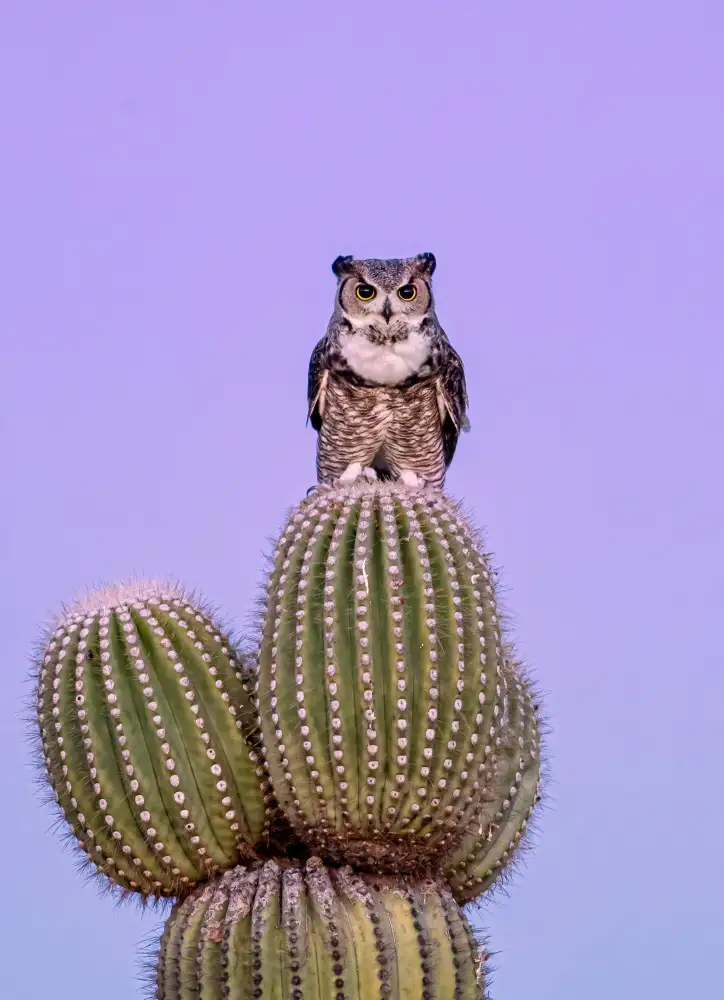 Wang, Max: Great Horned Owl