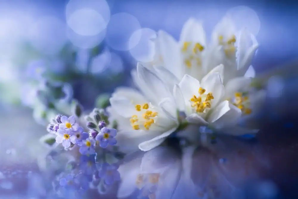 Kowatari, Shihya: primavera blanca