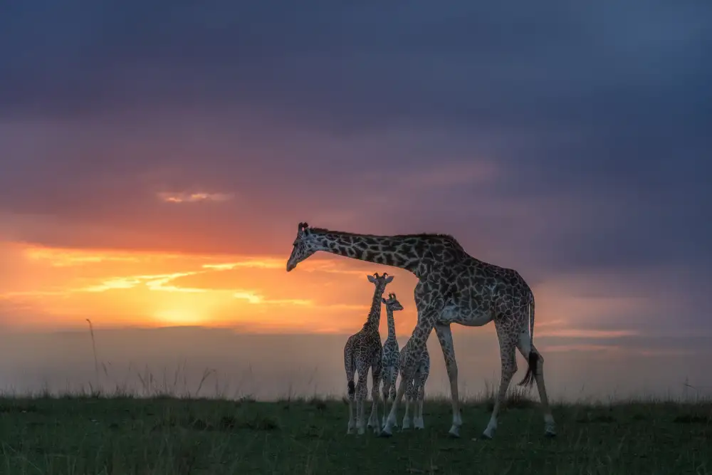 LI, MIN: mamá y niños