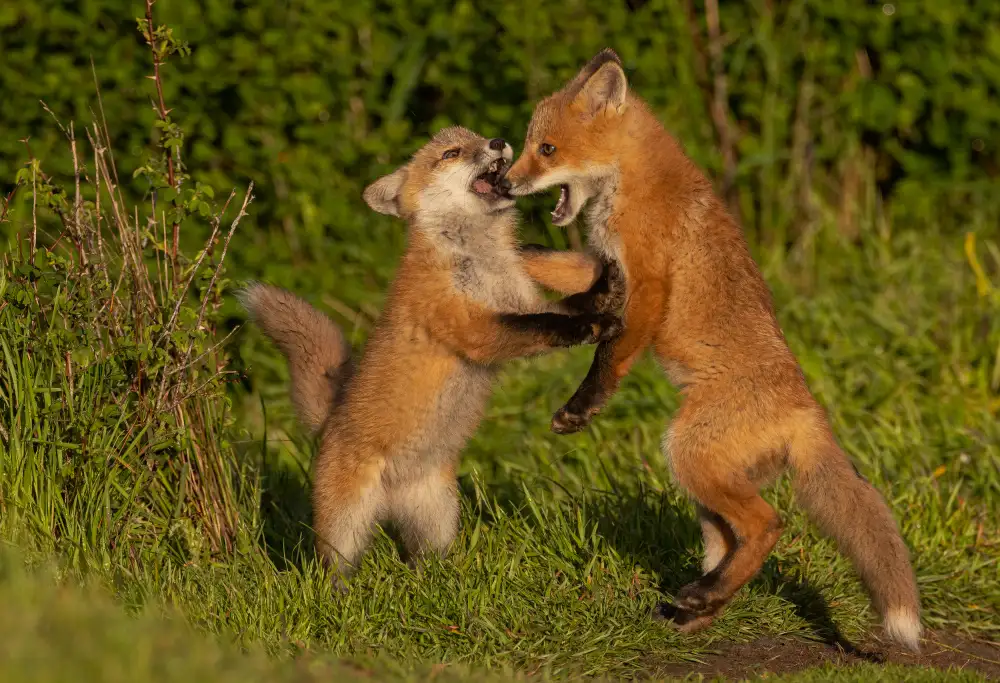 Huang, Johnson: Red fox