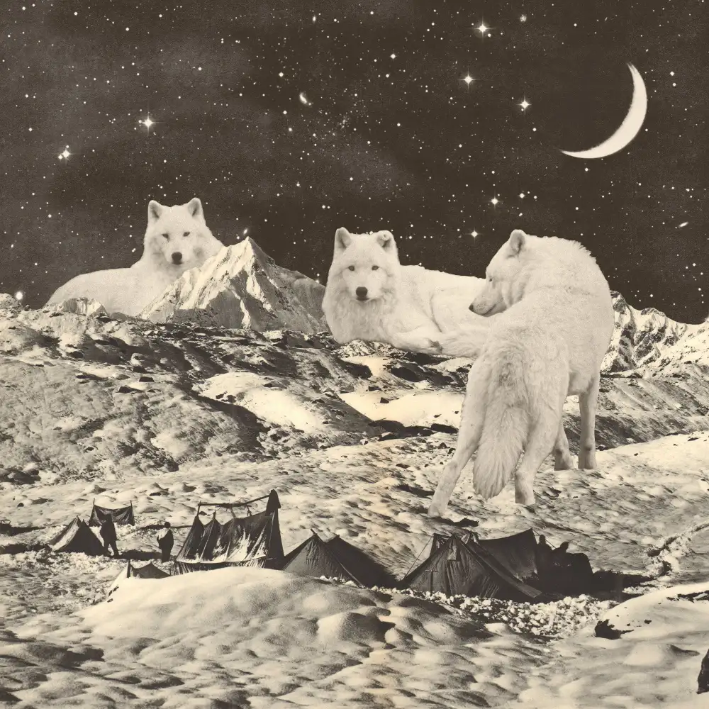 Bodart, Florent: Obří bílí vlci