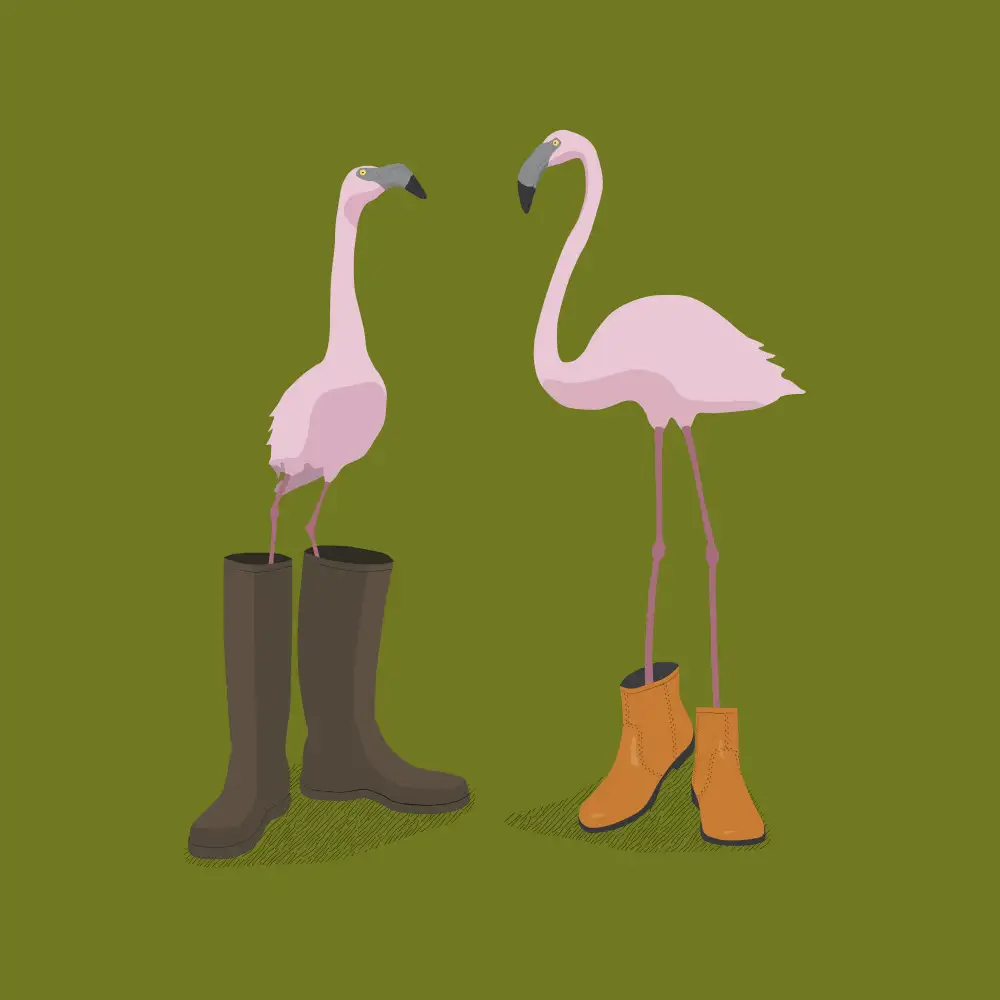 Bodart, Florent: Flamants roses à la mode