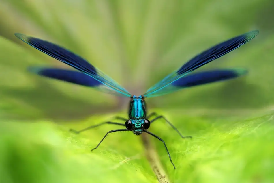 Hoffman, Jimmy: Damselfly