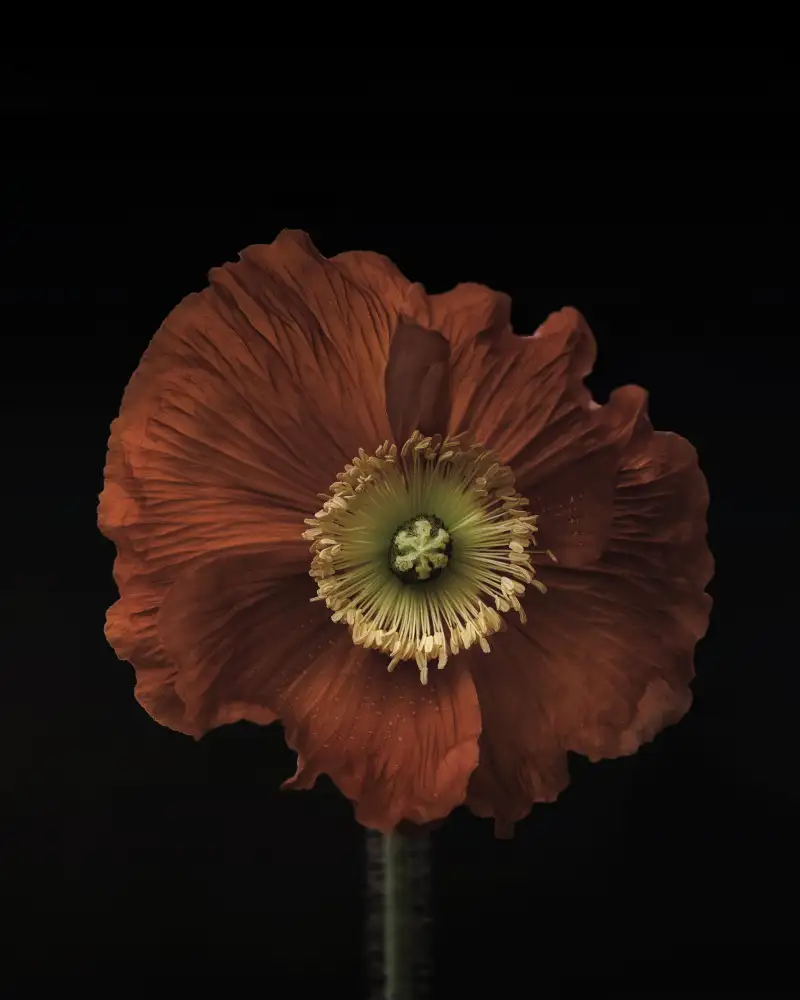 Grønkjær, Lotte: Amapola