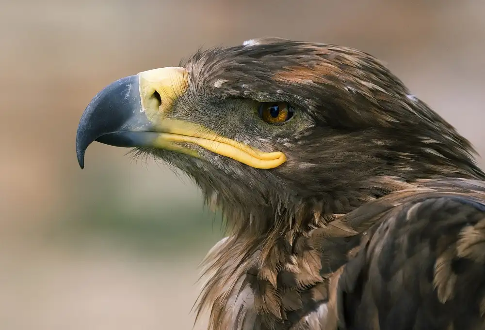 Palacios, Antonio Juan: Aigle