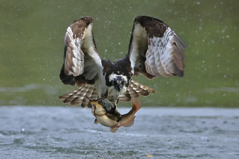 Lam, Gavin: Osprey v lovu
