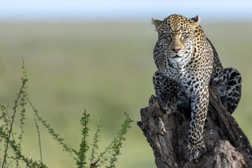 Catta, Alessandro: The Ghost of Serengeti