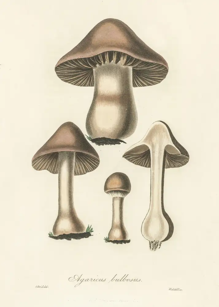 and, Stephenson John: Agaricus Bulbosus Illustration. Medical Botany 1836