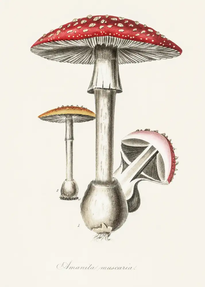 and, Stephenson John: Amanita Muscaria Illustration. Medical Botany 1836