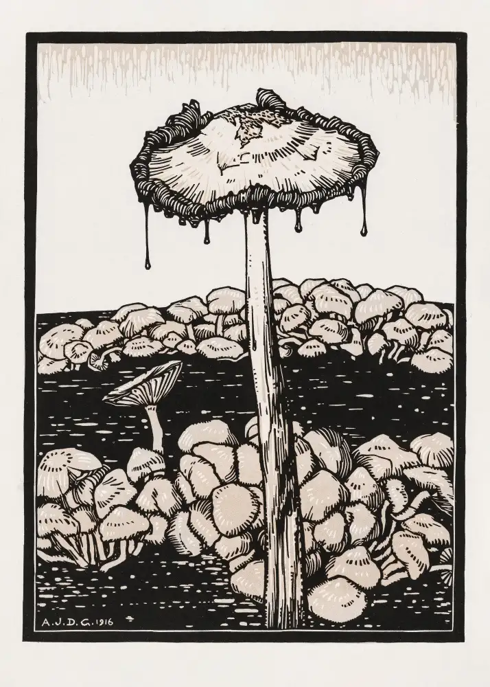 Graag, De Julie: Fungo gocciolante 1916
