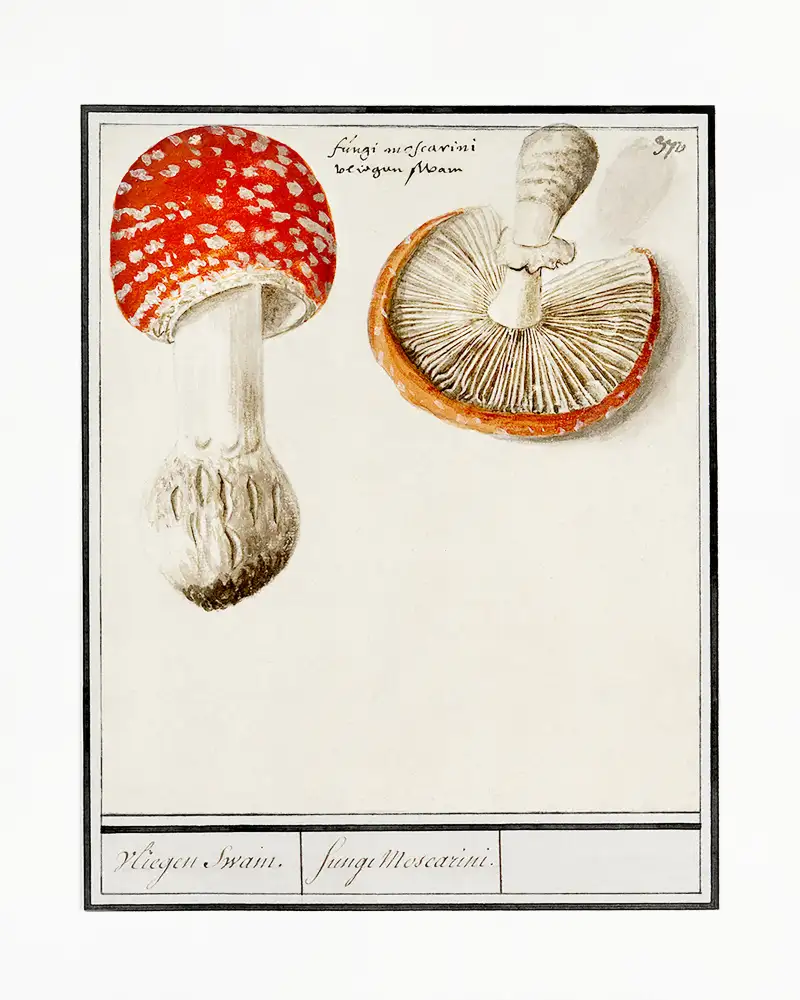 De, Boëtius Anselmus: Amanite mouche,Amanita muscaria