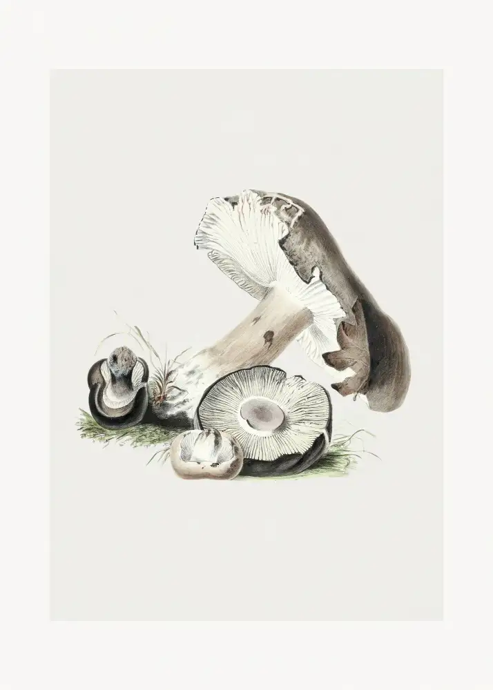 Library, Heritage Biodiversity: Vintage Agaricus Augustus Mushroom 50x70