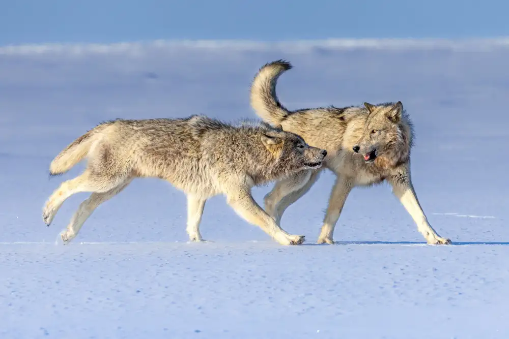 Wei, and Siyu: Paire alpha d'une meute de loups des nuages