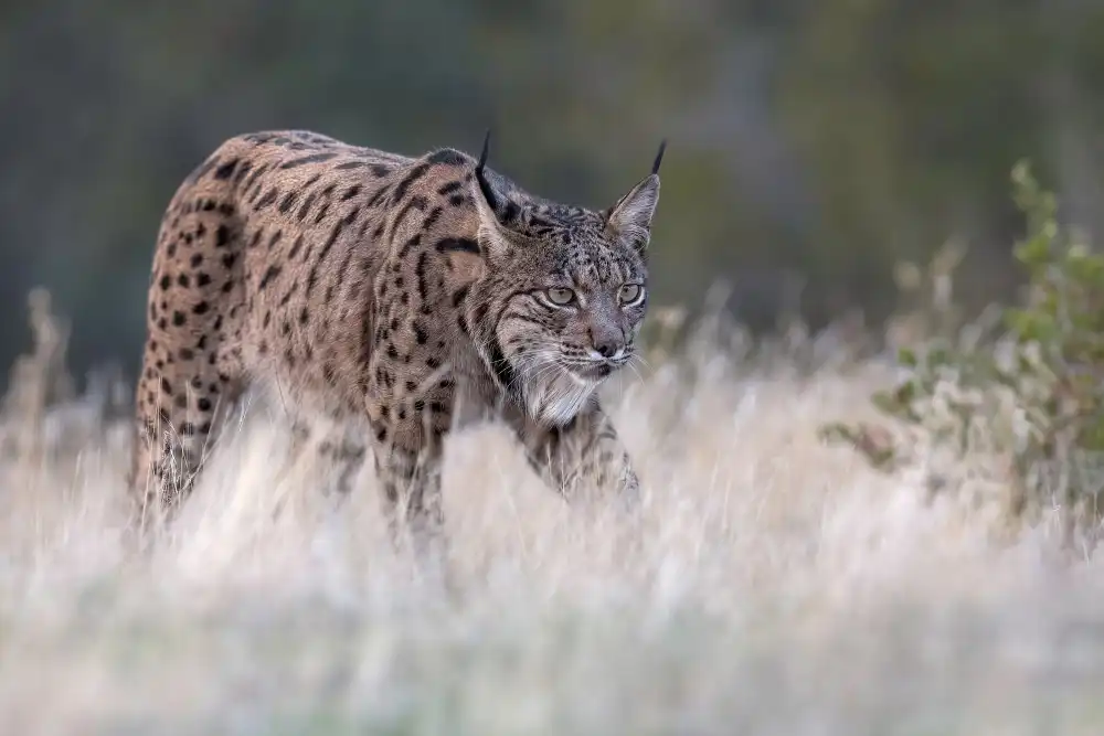 Helsen, Eddy: Iberian Lynx