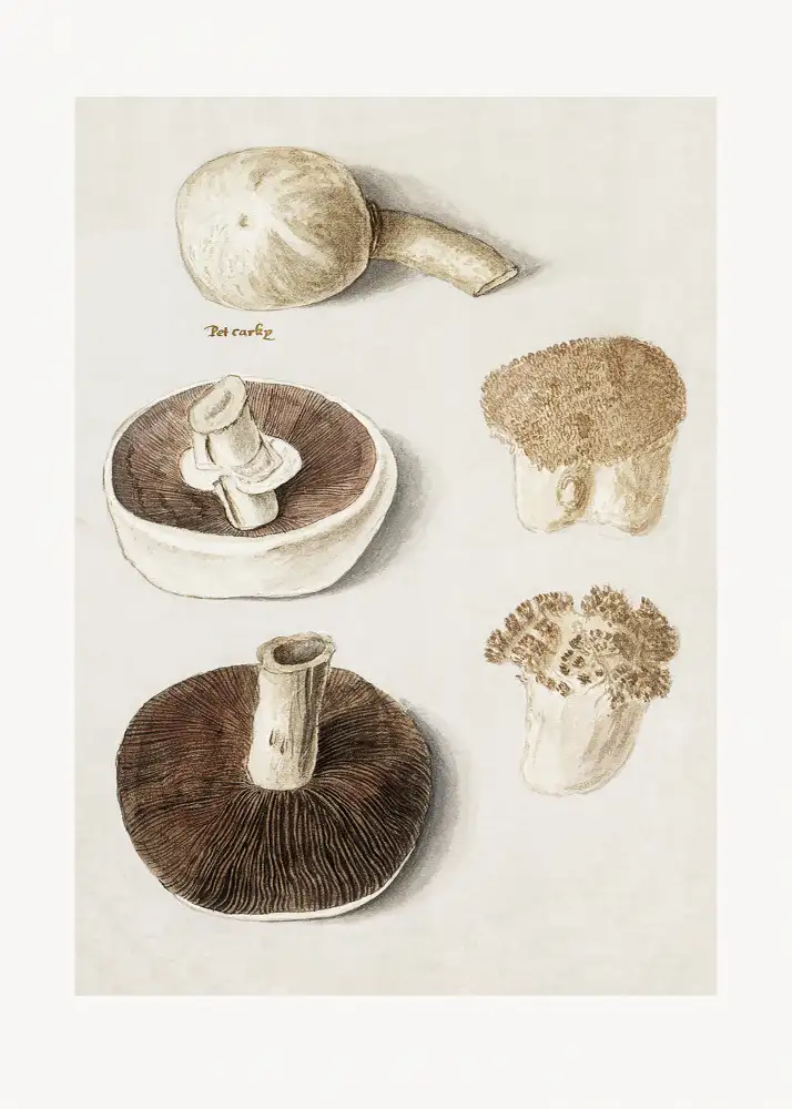 De, Boëtius Anselmus: Champignon des prés commun,Agaricus campestris debout