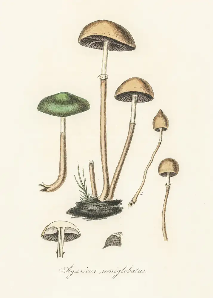 and, Stephenson John: Agaricus Semiglobatus