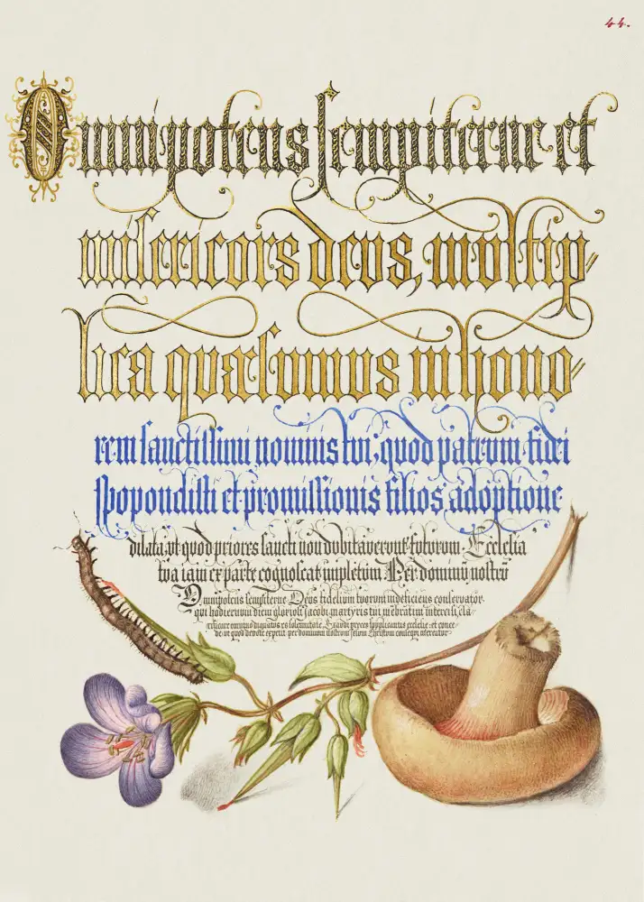 and, Bocskay Georg: Champignon Poster