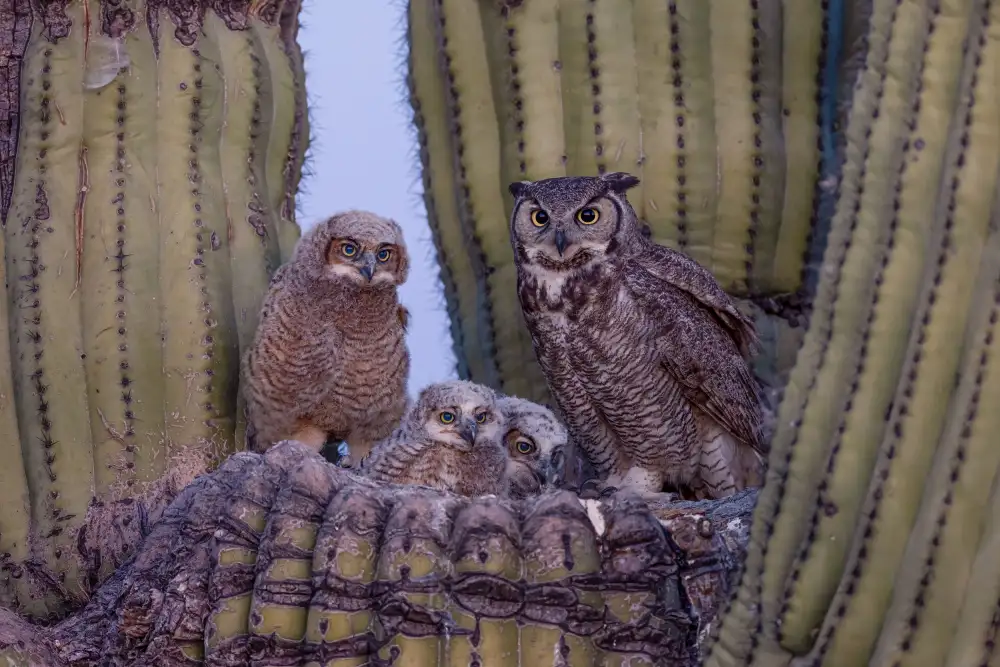 Wang, Max: Great Horned Owl