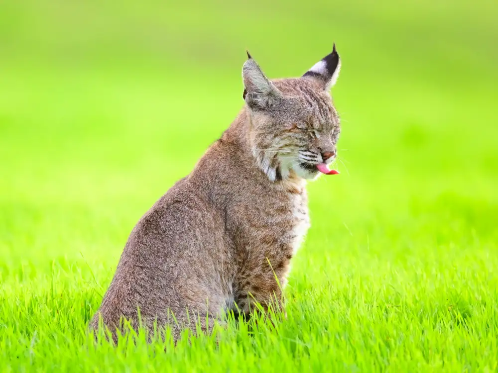 Wang, Moses: lynx