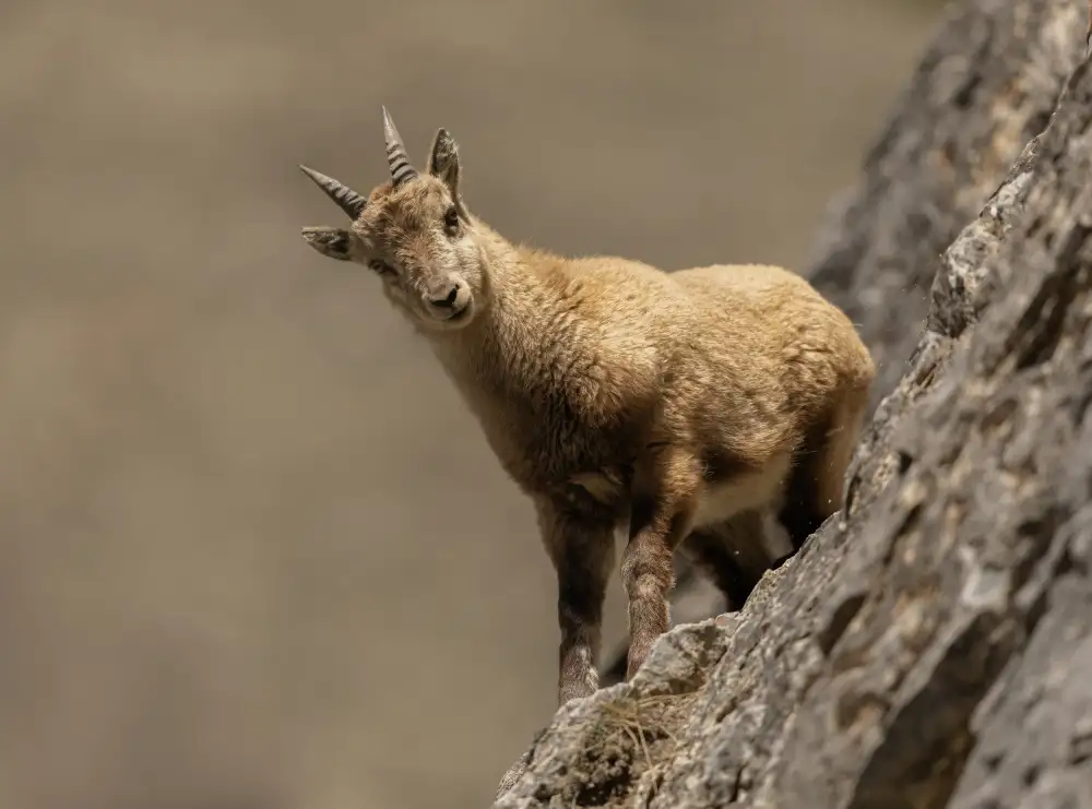 Barisone, Marco: cucciolo zvědavý