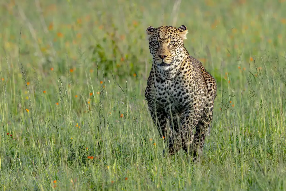 Catta, Alessandro: Running Leo