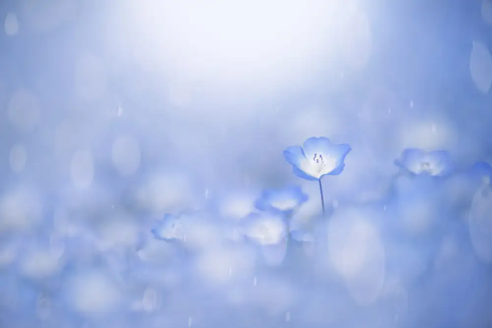 Suzuki, Takashi: Lueur bleue
