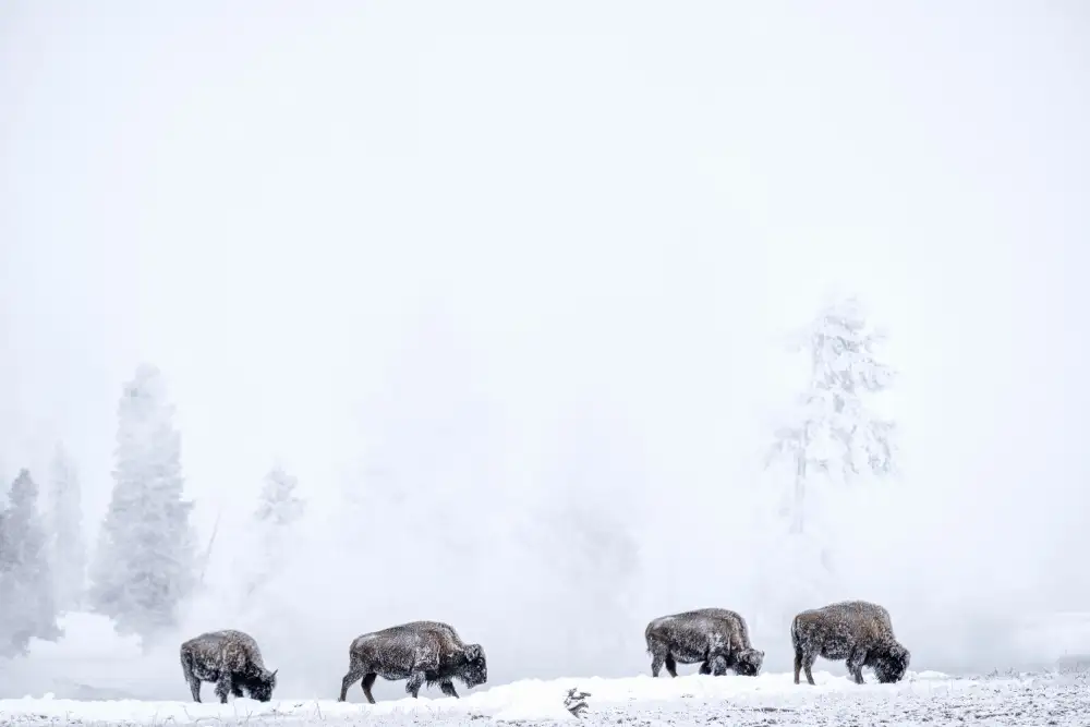 Landolt, Susanne: Four bisons