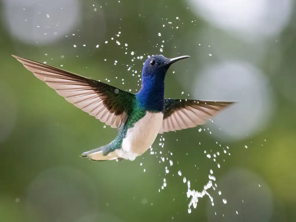 Parsons, Thomas: White-necked Jacobin in the rain.