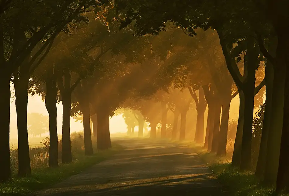 Browko, Krzysztof: Strada d'autunno...