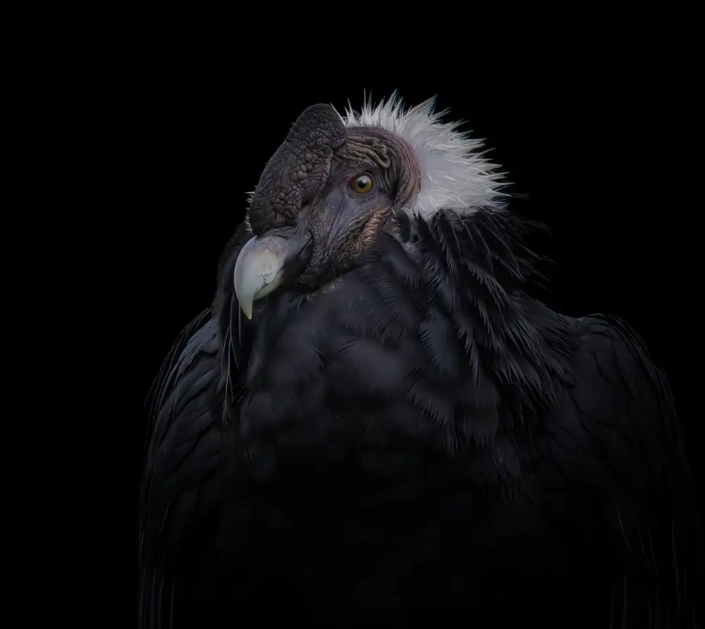 Worseling, Natascha: The magnificent Andescondor