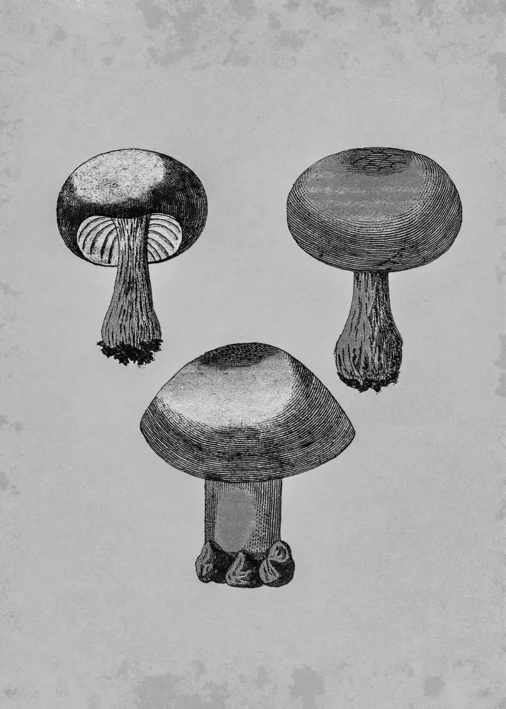 Library, Heritage Biodiversity: Violet Webcap Mushroom