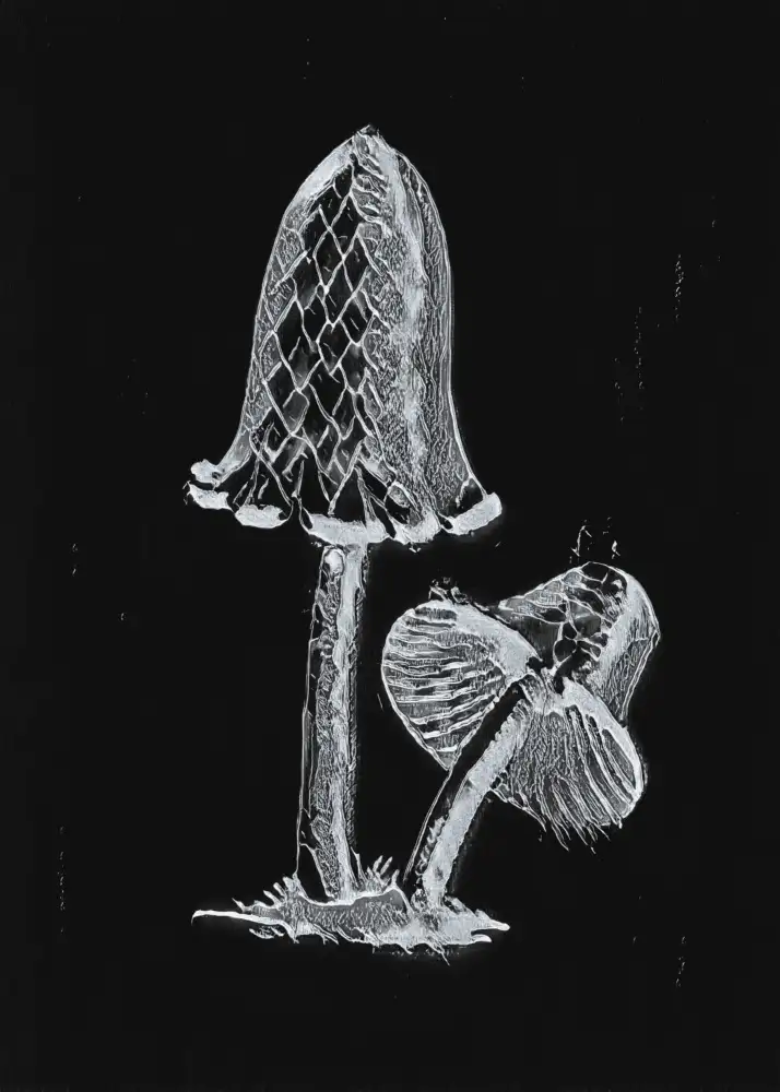 Library, Heritage Biodiversity: Vintage Inky Cap Edible Mushroom Dark BW